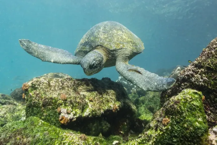 Framed Print : Adult green sea turtle (Chelonia mydas) underwater near Rabida Island, Galapagos Islands, Ecuador, South America Framed Print : Adult green sea turtle (Chelonia mydas) underwater near Rabida Island, Galapagos Islands, Ecuador, South America