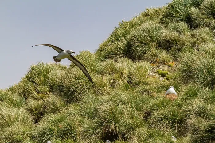 Framed Print : Adult Grey-headed Albatross (Thalassarche chrysostoma) in flight near nesting site at Elsehul, South Georgia