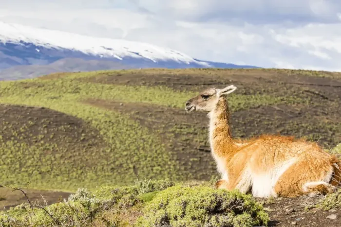 Framed Print : Adult guanacos (Lama guanicoe), Torres del Paine National Park, Patagonia, Chile, South America