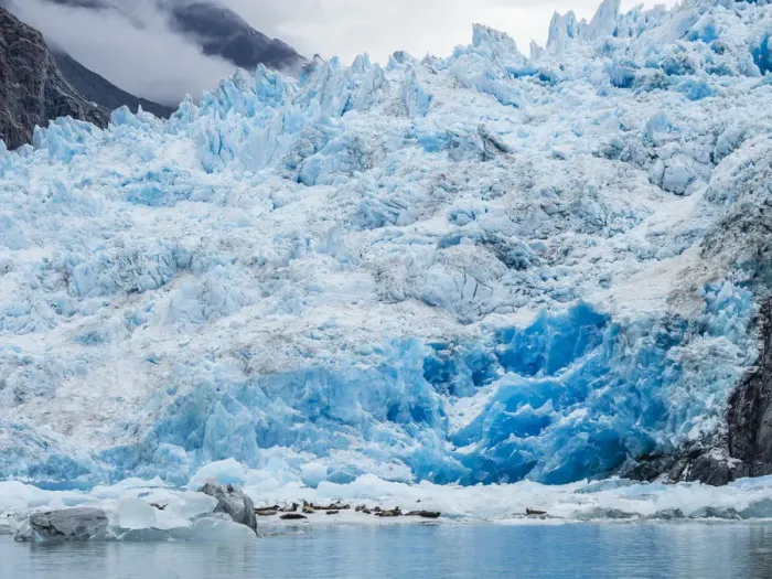 Framed Print : Adult harbor seals, Phoca vitulina, hauled out on ice at South Sawyer Glacier, Tracy Arm Framed Print : Adult harbor seals, Phoca vitulina, hauled out on ice at South Sawyer Glacier, Tracy Arm