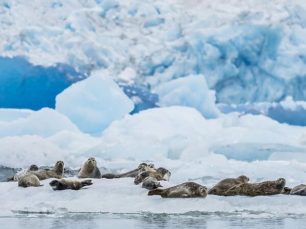 Adult harbor seals, Phoca vitulina, hauled out on ice at South Sawyer Glacier, Tracy Arm