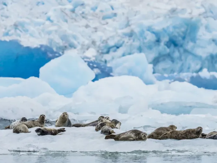Framed Print : Adult harbor seals, Phoca vitulina, hauled out on ice at South Sawyer Glacier, Tracy Arm Framed Print : Adult harbor seals, Phoca vitulina, hauled out on ice at South Sawyer Glacier, Tracy Arm