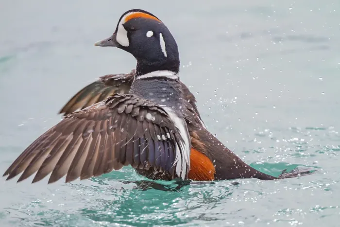 Framed Print : Adult harlequin duck (Histrionicus histrionicus) in full breeding plumage in the calm waters of Lake Myvatn, Iceland Framed Print : Adult harlequin duck (Histrionicus histrionicus) in full breeding plumage in the calm waters of Lake Myvatn, Iceland