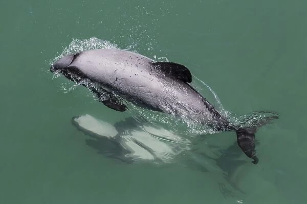 Adult Hectors dolphin (Cephalorhynchus hectori) mating near Akaroa, South Island, New Zealand, Pacific