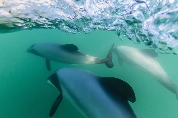 Adult Hectors dolphins (Cephalorhynchus hectori) underwater near Akaroa, South Island, New Zealand, Pacific