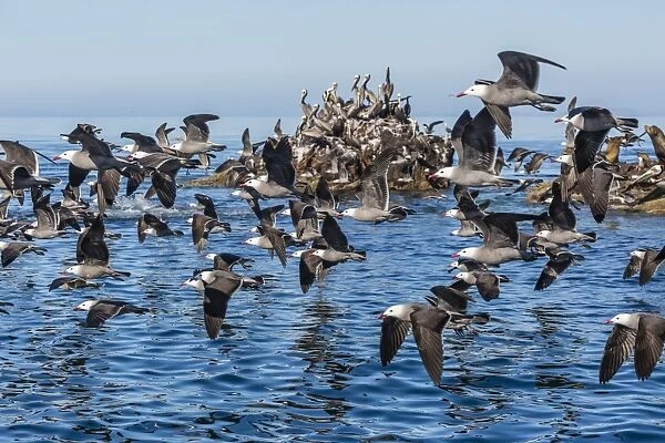 Adult Heermanns gulls (Larus heermanni) taking flight on Isla Rasita, Baja California, Mexico, North America