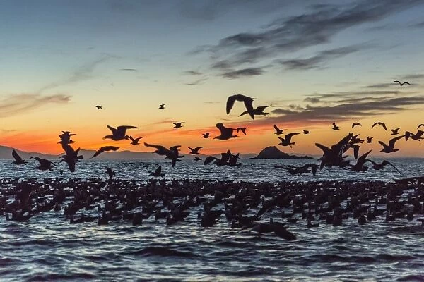 Adult Heermanns gulls (Larus heermanni) taking flight at sunset on Isla Rasita, Baja California, Mexico, North America