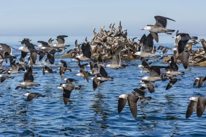 Framed Print : Adult Heermanns gulls (Larus heermanni) taking flight on Isla Rasita, Baja California, Mexico, North America Framed Print : Adult Heermanns gulls (Larus heermanni) taking flight on Isla Rasita, Baja California, Mexico, North America