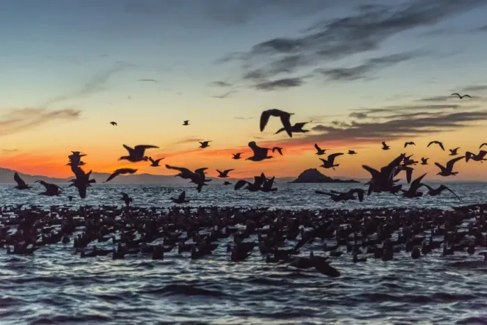 Framed Print : Adult Heermanns gulls (Larus heermanni) taking flight at sunset on Isla Rasita, Baja California, Mexico, North America Framed Print : Adult Heermanns gulls (Larus heermanni) taking flight at sunset on Isla Rasita, Baja California, Mexico, North America