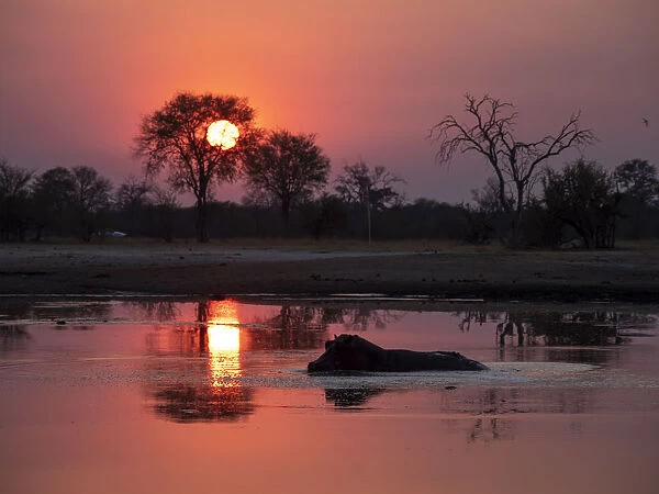Adult hippopotamus (Hippopotamus amphibius) bathing at sunset in Hwange National Park