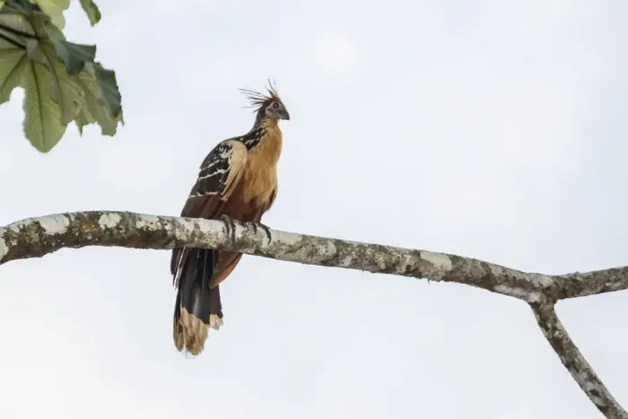 Framed Print : Adult Hoatzin (Opisthocomus hoazin) perched over the El Dorado River, Upper Amazon River Basin Framed Print : Adult Hoatzin (Opisthocomus hoazin) perched over the El Dorado River, Upper Amazon River Basin