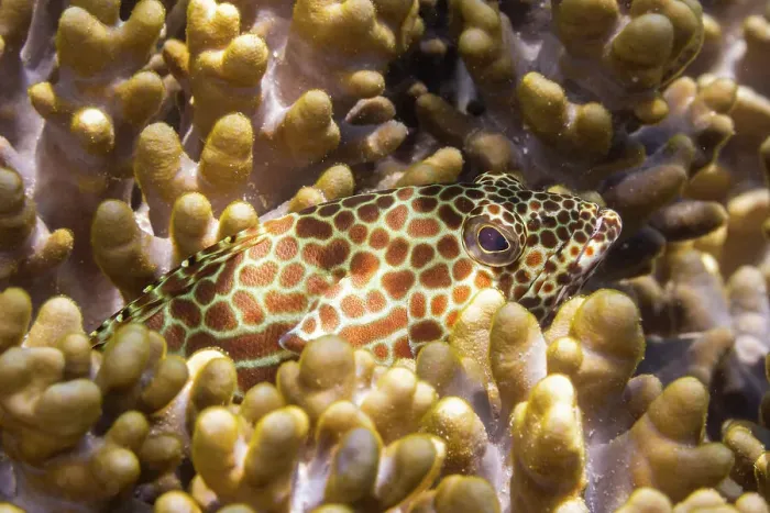 Framed Print : An adult honeycomb grouper (Epinephelus merra), off Bangka Island, near Manado, Sulawesi, Indonesia, Southeast Asia, Asia Framed Print : An adult honeycomb grouper (Epinephelus merra), off Bangka Island, near Manado, Sulawesi, Indonesia, Southeast Asia, Asia