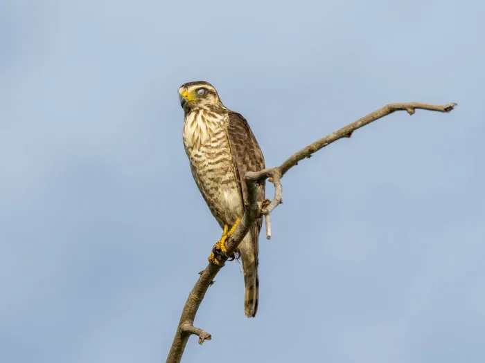 Framed Print : Adult hooked-bill kite (Chondrohierax uncinatus), on the Rio Tres Irmao, Mata Grosso, Pantanal, Brazil, South America Framed Print : Adult hooked-bill kite (Chondrohierax uncinatus), on the Rio Tres Irmao, Mata Grosso, Pantanal, Brazil, South America