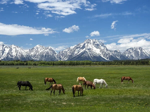 Adult horses (Equus ferus caballus), grazing at the foot of the Grand Teton Mountains