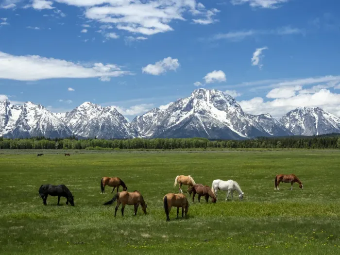 Framed Print : Adult horses (Equus ferus caballus), grazing at the foot of the Grand Teton Mountains Framed Print : Adult horses (Equus ferus caballus), grazing at the foot of the Grand Teton Mountains