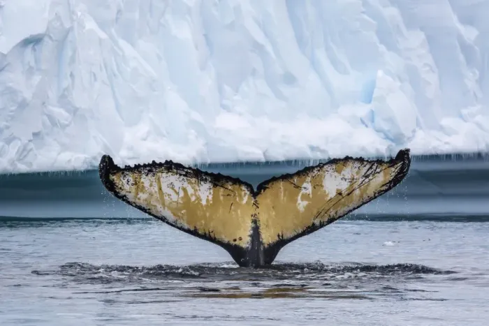 Framed Print : Adult humpback whale (Megaptera novaeangliae), flukes-up dive amongst the ice in Cierva Cove, Antarctica, Polar Regions