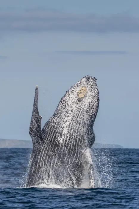 Framed Print : Adult humpback whale (Megaptera novaeangliae), breaching in the shallow waters of Cabo Pulmo Framed Print : Adult humpback whale (Megaptera novaeangliae), breaching in the shallow waters of Cabo Pulmo