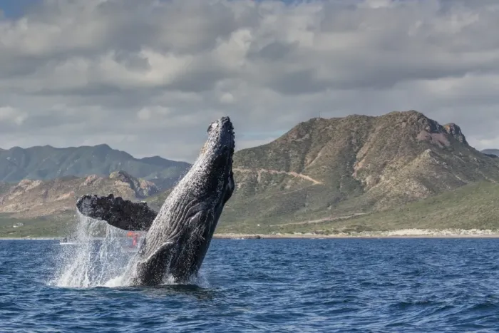 Framed Print : Adult humpback whale (Megaptera novaeangliae), breaching in the shallow waters of Cabo Pulmo Framed Print : Adult humpback whale (Megaptera novaeangliae), breaching in the shallow waters of Cabo Pulmo