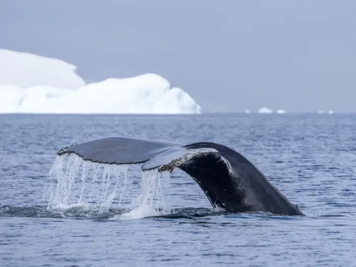 Framed Print : An adult humpback whale (Megaptera novaeangliae), flukes up dive amongst ice at Brabant Island, Antarctica, Polar Regions Framed Print : An adult humpback whale (Megaptera novaeangliae), flukes up dive amongst ice at Brabant Island, Antarctica, Polar Regions