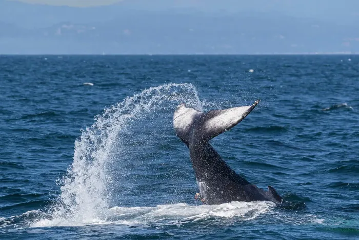 Framed Print : Adult humpback whale (Megaptera novaeangliae), tail throw in Monterey Bay National Marine Sanctuary, California, United States of America, North America Framed Print : Adult humpback whale (Megaptera novaeangliae), tail throw in Monterey Bay National Marine Sanctuary, California, United States of America, North America