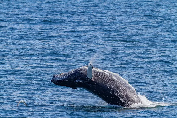 Framed Print : Adult humpback whale (Megaptera novaeangliae), breaching in the fjord of Isfjardardjup, Iceland Framed Print : Adult humpback whale (Megaptera novaeangliae), breaching in the fjord of Isfjardardjup, Iceland
