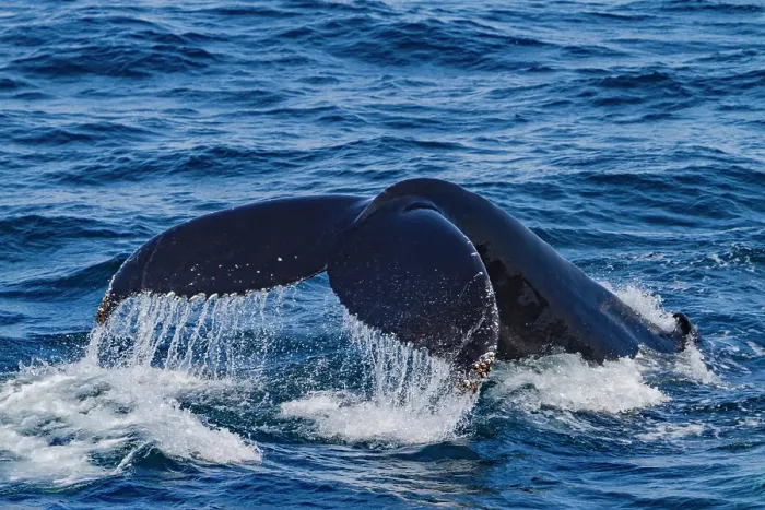 Framed Print : Adult humpback whale (Megaptera novaeangliae), flukes-up dive in Isafjardardjup Bay, Iceland Framed Print : Adult humpback whale (Megaptera novaeangliae), flukes-up dive in Isafjardardjup Bay, Iceland