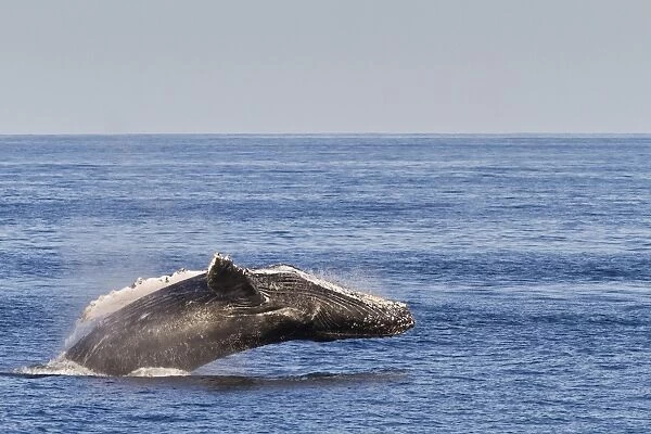 Adult humpback whale (Megaptera novaeangliae) breach, Gulf of California (Sea of Cortez), Baja California Sur, Mexico, North America