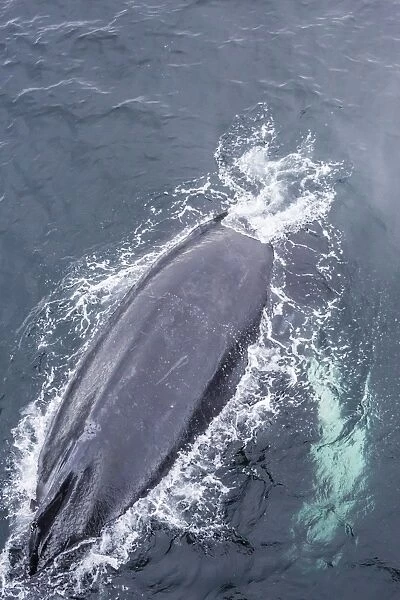 Adult humpback whale (Megaptera novaeangliae) surfacing off the Enterprise Islands, Antarctica, Southern Ocean, Polar Regions