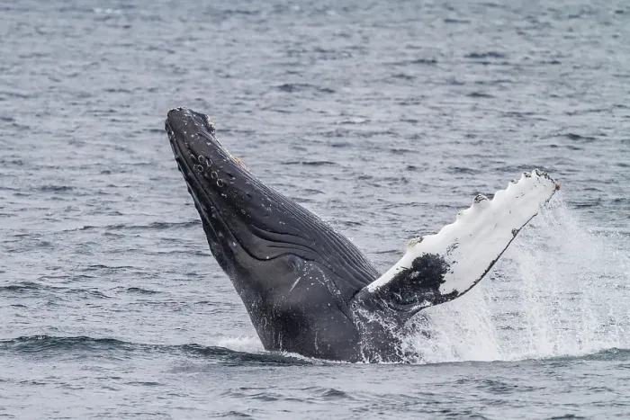 Framed Print : Adult humpback whale (Megaptera novaeangliae) breaching along the west side of Chatham Strait in Alaska, United States of America Framed Print : Adult humpback whale (Megaptera novaeangliae) breaching along the west side of Chatham Strait in Alaska, United States of America