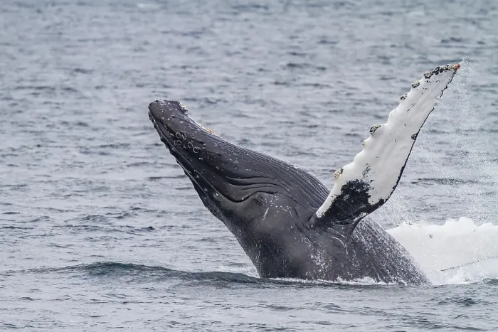Framed Print : Adult humpback whale (Megaptera novaeangliae) breaching along the west side of Chatham Strait in Alaska, United States of America Framed Print : Adult humpback whale (Megaptera novaeangliae) breaching along the west side of Chatham Strait in Alaska, United States of America