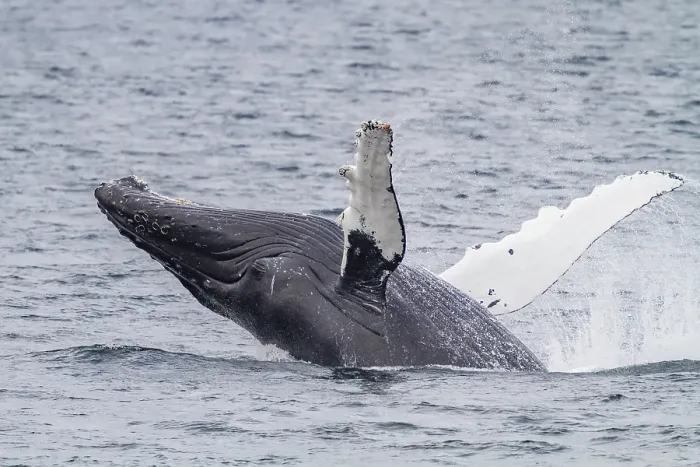 Framed Print : Adult humpback whale (Megaptera novaeangliae) breaching along the west side of Chatham Strait in Alaska, United States of America Framed Print : Adult humpback whale (Megaptera novaeangliae) breaching along the west side of Chatham Strait in Alaska, United States of America