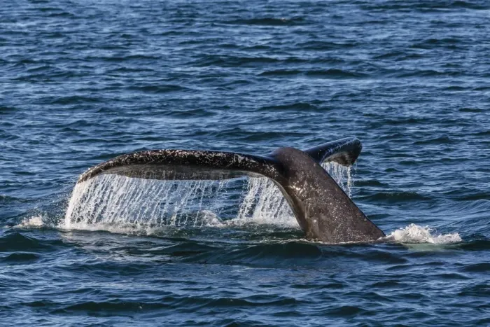 Framed Print : Adult humpback whale (Megaptera novaeangliae) flukes-up dive, Snow Pass, Southeast Alaska, United States of America, North America