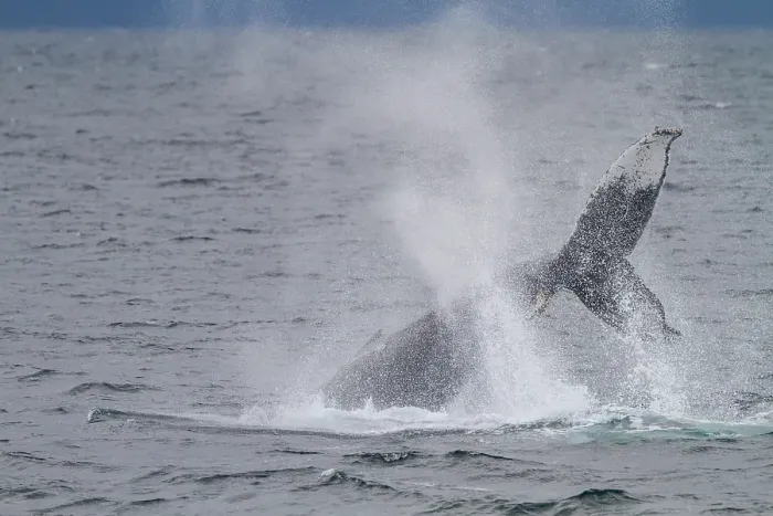 Framed Print : Adult humpback whale (Megaptera novaeangliae) tail throw among feeding whales in Southeast Alaska, United States of America Framed Print : Adult humpback whale (Megaptera novaeangliae) tail throw among feeding whales in Southeast Alaska, United States of America