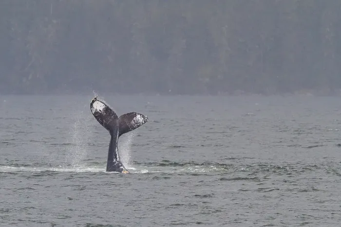 Framed Print : Adult humpback whale (Megaptera novaeangliae) tail throw among feeding whales in Southeast Alaska, United States of America Framed Print : Adult humpback whale (Megaptera novaeangliae) tail throw among feeding whales in Southeast Alaska, United States of America