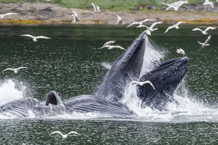 Framed Print : Adult humpback whales (Megaptera novaeangliae), bubble-net feeding near Morris Reef Framed Print : Adult humpback whales (Megaptera novaeangliae), bubble-net feeding near Morris Reef