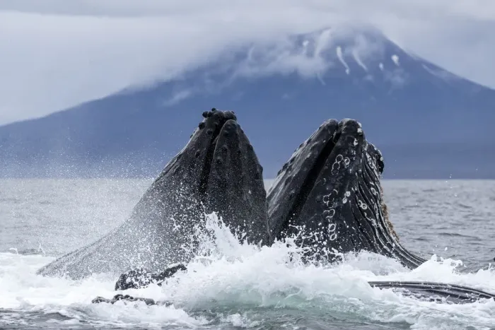 Framed Print : Adult humpback whales (Megaptera novaeangliae), bubble-net feeding in Sitka Sound Framed Print : Adult humpback whales (Megaptera novaeangliae), bubble-net feeding in Sitka Sound