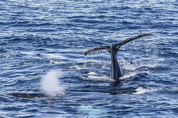 Adult humpback whales (Megaptera novaeangliae), Dallmann Bay, Antarctica, Southern Ocean, Polar Regions