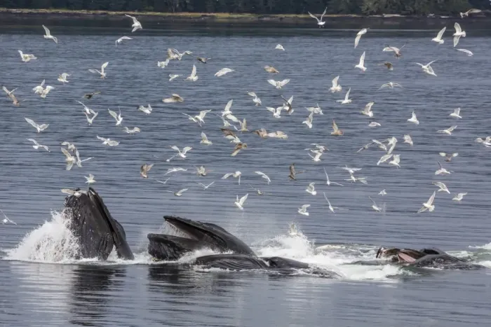 Framed Print : Adult humpback whales (Megaptera novaeangliae) co-operatively bubble-net feeding, Snow Pass, Southeast Alaska, United States of America, North America Framed Print : Adult humpback whales (Megaptera novaeangliae) co-operatively bubble-net feeding, Snow Pass, Southeast Alaska, United States of America, North America