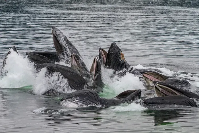 Framed Print : Adult humpback whales (Megaptera novaeangliae) co-operatively bubble-net feeding in Southeast Alaska, United States of America Framed Print : Adult humpback whales (Megaptera novaeangliae) co-operatively bubble-net feeding in Southeast Alaska, United States of America
