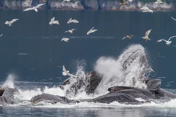 Framed Print : Adult humpback whales (Megaptera novaeangliae) co-operatively bubble-net feeding in Southeast Alaska, United States of America Framed Print : Adult humpback whales (Megaptera novaeangliae) co-operatively bubble-net feeding in Southeast Alaska, United States of America