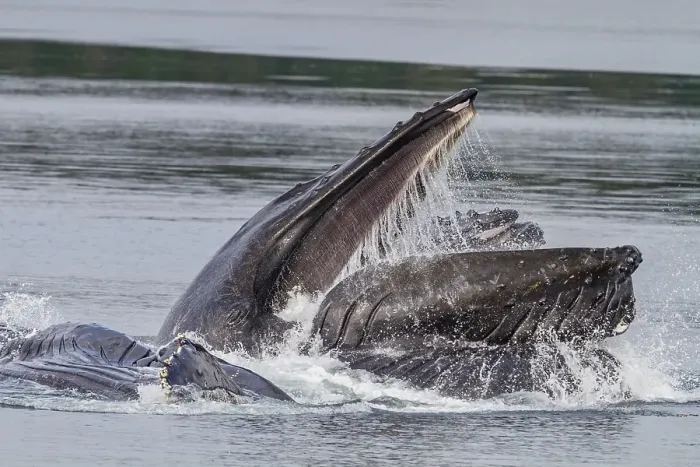 Framed Print : Adult humpback whales (Megaptera novaeangliae) co-operatively bubble-net feeding in Southeast Alaska, United States of America Framed Print : Adult humpback whales (Megaptera novaeangliae) co-operatively bubble-net feeding in Southeast Alaska, United States of America
