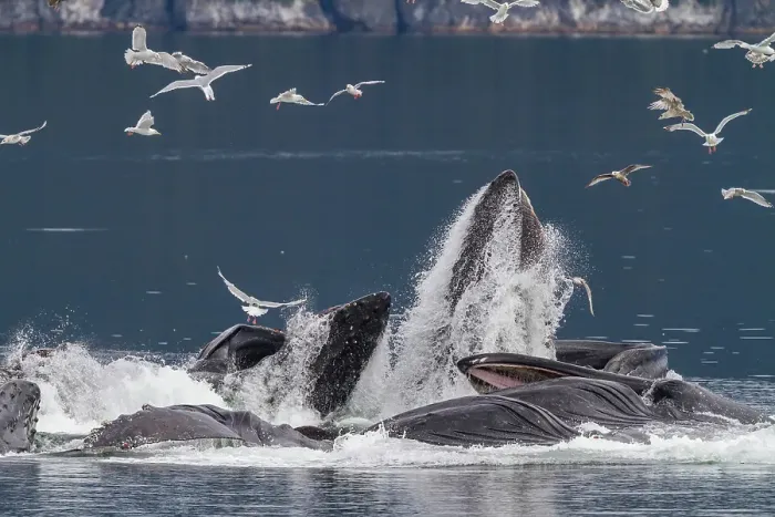 Framed Print : Adult humpback whales (Megaptera novaeangliae) co-operatively bubble-net feeding in Southeast Alaska, United States of America Framed Print : Adult humpback whales (Megaptera novaeangliae) co-operatively bubble-net feeding in Southeast Alaska, United States of America