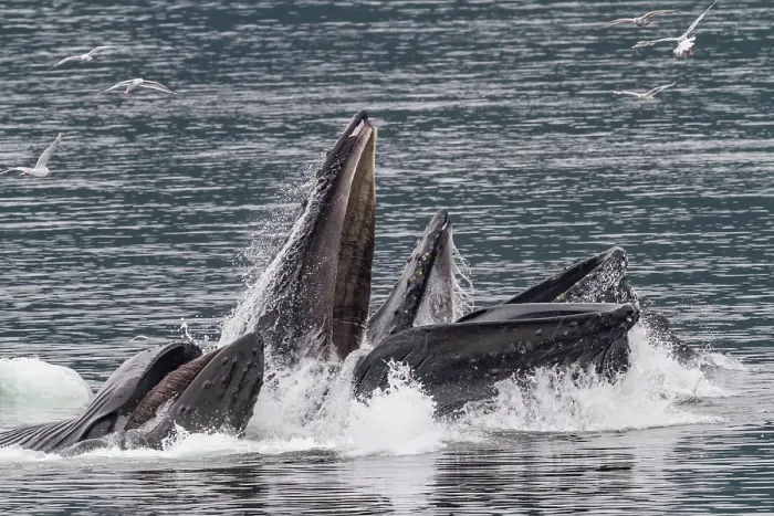 Framed Print : Adult humpback whales (Megaptera novaeangliae) co-operatively bubble-net feeding in Southeast Alaska, United States of America Framed Print : Adult humpback whales (Megaptera novaeangliae) co-operatively bubble-net feeding in Southeast Alaska, United States of America