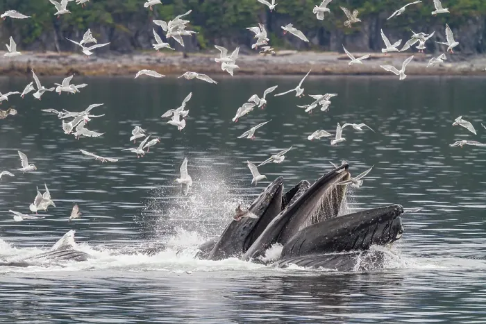 Framed Print : Adult humpback whales (Megaptera novaeangliae) co-operatively bubble-net feeding in Southeast Alaska, United States of America Framed Print : Adult humpback whales (Megaptera novaeangliae) co-operatively bubble-net feeding in Southeast Alaska, United States of America