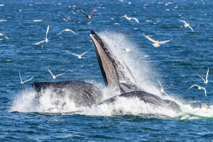 Framed Print : Adult humpback whales (Megaptera novaeangliae) co-operatively bubble-net feeding in Southeast Alaska, United States of America Framed Print : Adult humpback whales (Megaptera novaeangliae) co-operatively bubble-net feeding in Southeast Alaska, United States of America