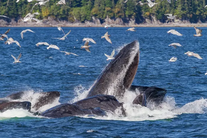 Framed Print : Adult humpback whales (Megaptera novaeangliae) co-operatively bubble-net feeding in Southeast Alaska, United States of America Framed Print : Adult humpback whales (Megaptera novaeangliae) co-operatively bubble-net feeding in Southeast Alaska, United States of America