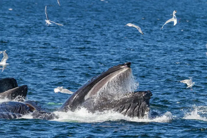Framed Print : Adult humpback whales (Megaptera novaeangliae) co-operatively bubble-net feeding in Southeast Alaska, United States of America Framed Print : Adult humpback whales (Megaptera novaeangliae) co-operatively bubble-net feeding in Southeast Alaska, United States of America