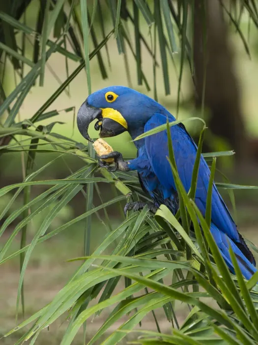 Framed Print : Adult hyacinth macaw (Anodorhynchus hyacinthinus), in a tree on the Rio Pixaim, Mata Grosso, Pantanal, Brazil, South America Framed Print : Adult hyacinth macaw (Anodorhynchus hyacinthinus), in a tree on the Rio Pixaim, Mata Grosso, Pantanal, Brazil, South America