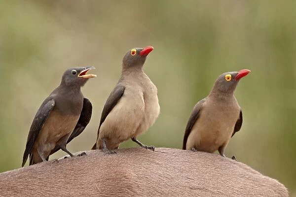 Two adult and an immature red-billed oxpecker (Buphagus erythrorhynchus) on an impala
