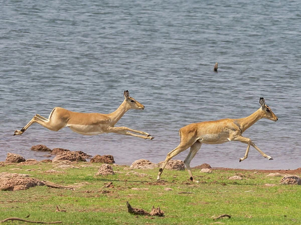 Adult impalas (Aepyceros melampus), running along the shoreline of Lake Kariba, Zimbabwe